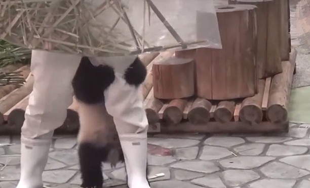 熊猫在日本的生活，过得无法无天，团子：我不听，就要举高高！ - 7