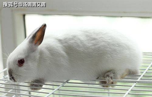 【养宠小知识】兔子拉特别小的粒粒是什么问题 - 3
