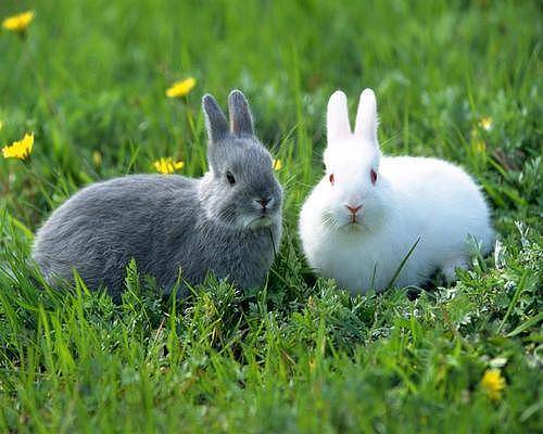 【养宠小知识】成年兔子一天吃多少兔粮 - 2
