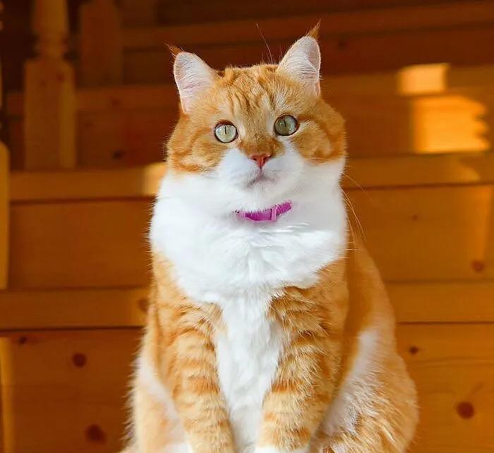 即使你阅猫无数，见到这只橘猫也会心动，真的太美了 - 3
