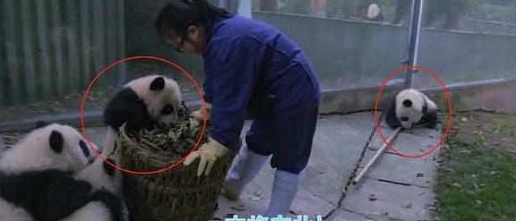 熊猫看到奶妈搞卫生，疯狂聚集过来，网友：场面一度非常混乱！ - 3