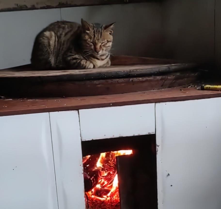 湖北一小猫在灶锅上蒸桑拿，双眼微闭，网友：看来温度到位了！ - 4