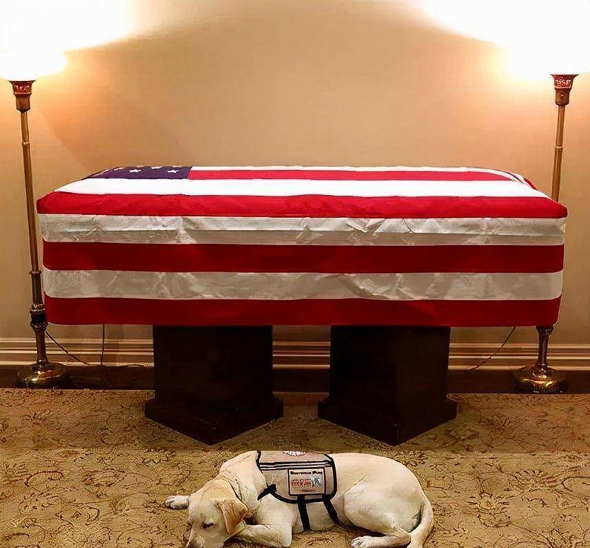 3年前老布什葬礼上，一只拉布拉多趴在灵柩前不肯离去，后来怎样 - 17
