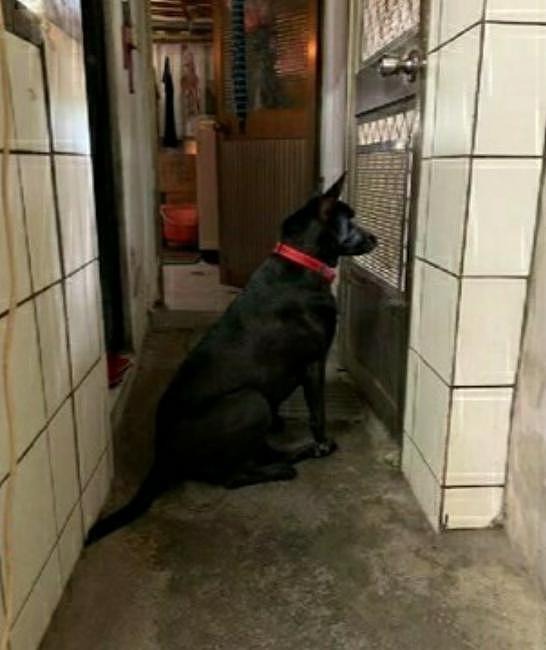 为等主人回家，狗狗蹲在门口四十分钟，孤独背影让人感到揪心 - 2