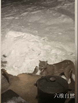 美国一只美洲金猫在居民门前捕杀麋鹿，被发现依依不舍放弃猎物，第二天又返回现场 - 4