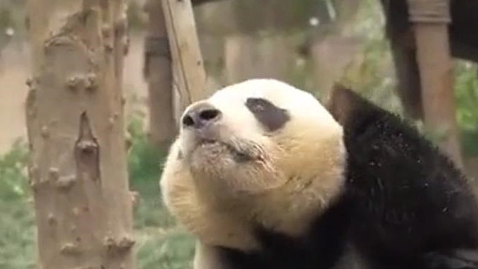 史上最懒的熊猫，想吃却不想动，熊猫：奶爸，站起来算我输！ - 1