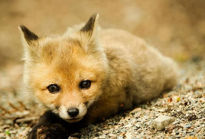 驯养的狐狸可以成为很棒的宠物，不要与驯服的野狐混淆，驯化的狐狸比野生的狐 - 1