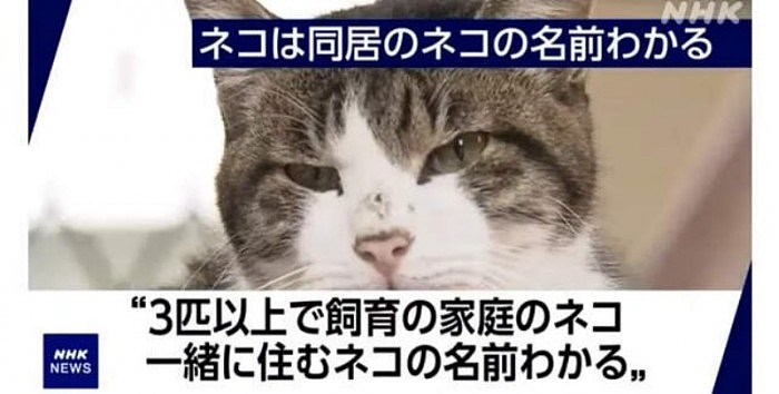 日本新实验证明：猫听得懂别人的名字 只是不想搭理 - 3
