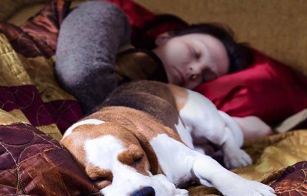 狗狗爱“上你的床”，除了想睡觉，还可能是这些原因 - 3