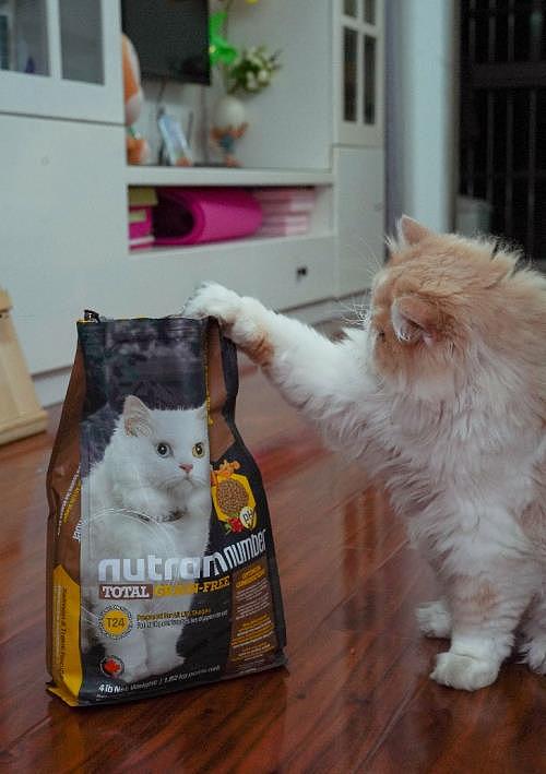 布偶猫吃什么猫粮比较好？纽顿无谷粮分析 - 1