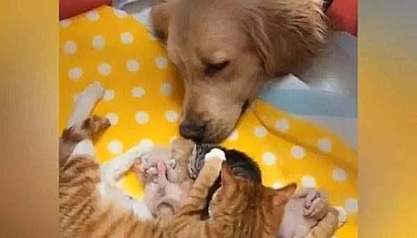 金毛救了橘猫，一年后竟得帮她照顾5只宝宝，狗子：世事难预料 - 6