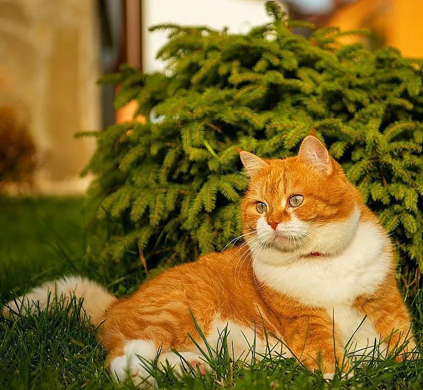 即使你阅猫无数，见到这只橘猫也会心动，真的太美了 - 21