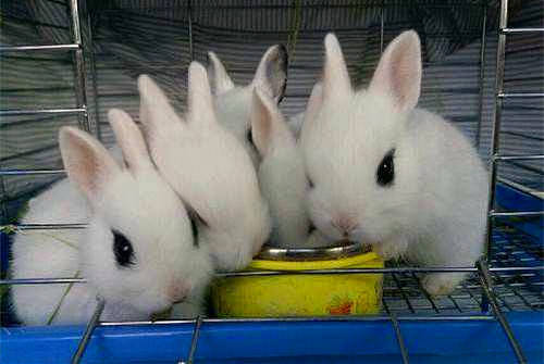 兔子喂养方法禁忌 - 4