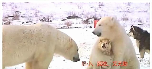 二哈被北极熊拥入怀中，下一秒表情吸睛，网友：大哥你抱错娃了！ - 6