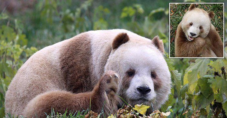 别说彩照，这只熊猫连黑白照都拍不了，但如今已换了一身“金装” - 15