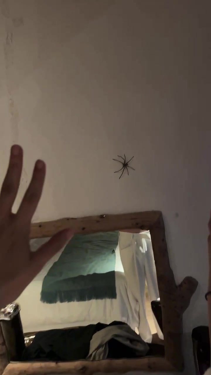 哈人！管泽元分享自己出差 房间被蜘蛛GANK：胆小怕蜘蛛的别点视频 - 2