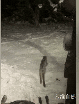 美国一只美洲金猫在居民门前捕杀麋鹿，被发现依依不舍放弃猎物，第二天又返回现场 - 8
