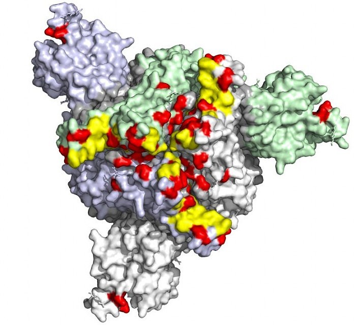 COVID-Omicron-Variant-Spike-Protein-777x710.jpg