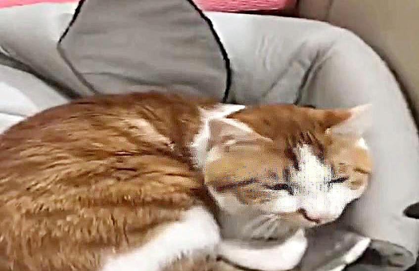 大胖橘猫正在睡觉，忽然被主人一把推倒，看到被它压着之物，这猫太坏了！ - 3