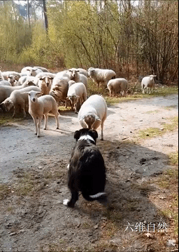 荷兰一只牧羊犬遭遇职业危机，被一只绵羊公开挑衅，还被羊群围观 - 4