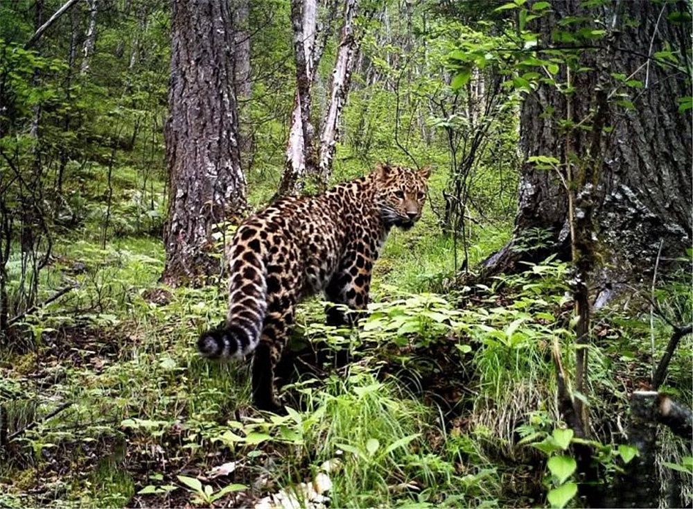 甘孜发现1只金钱豹，偷吃挂在树上的猎物，遭同类攻击摔落山崖 - 4