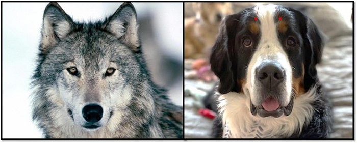 Wolf-and-Dog-Eyes-768x308.jpg