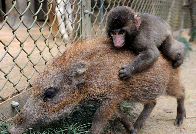 猴子俘获一只小猪当坐骑，小猪每天驮着猴子去偷吃，两活宝太可爱！ - 2
