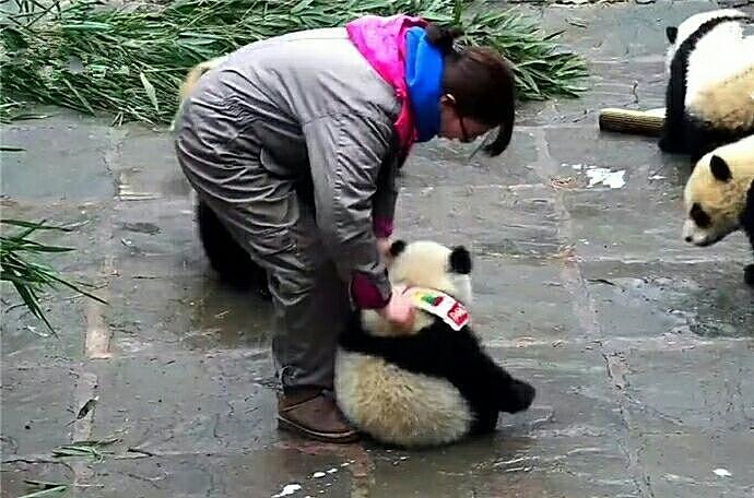 熊猫幼崽脾气太倔 坚决拒绝戴口水巾 饲养员已崩溃 - 3
