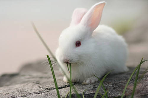 兔子日记：兔子拉稀有胶冻状粘液 - 4