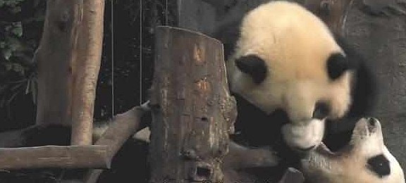 熊猫妈妈正睡午觉，一见它便逃跑，网友：这是国宝唯一的“克星” - 4