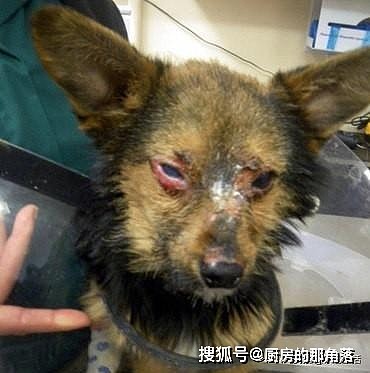狗狗遭到惨无人道的虐待，眼睛被弄瞎浑身皮开肉绽，模样让人心疼 - 2