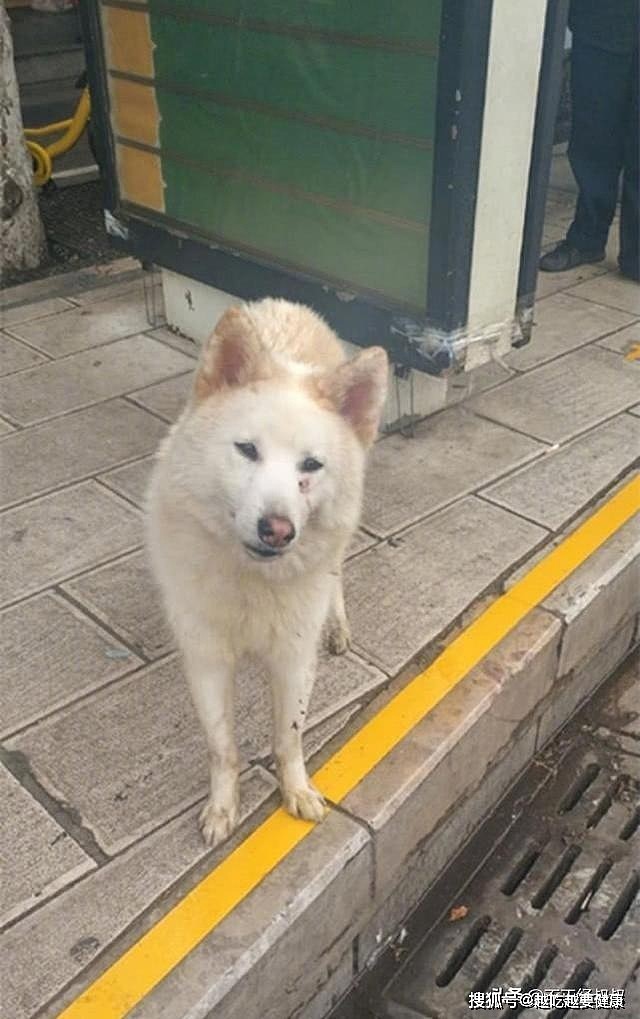 公交站牌发现一只狗狗，经常等在这儿徘徊，了解实情后为它心疼 - 4