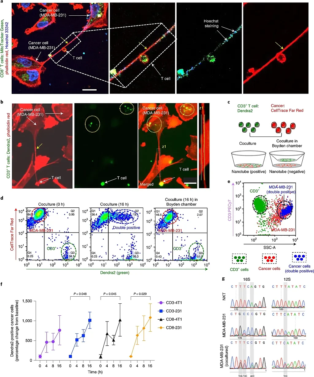 科学发现癌细胞通过形成纳米管增强自身 解除免疫细胞的“武器” - 2