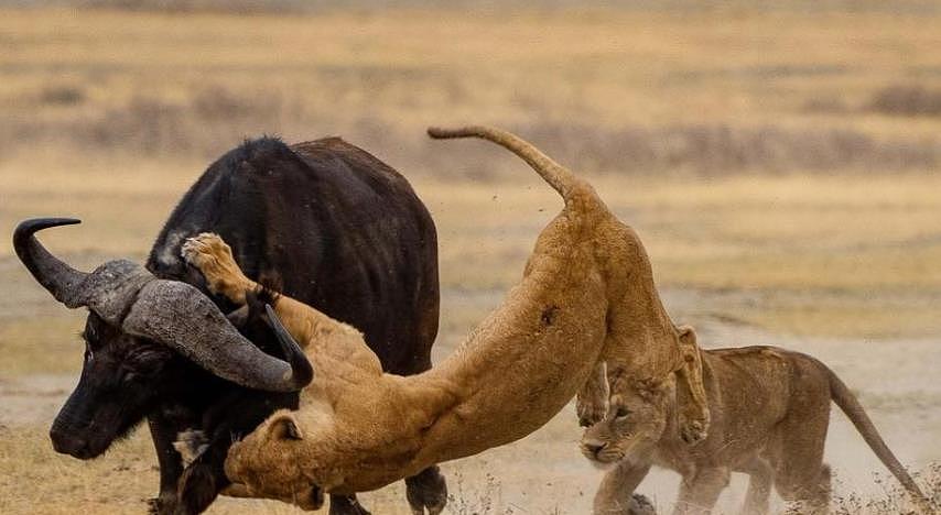 捉到猎物以后，为什么鬣狗是活吃，狮子却要咬死再吃？ - 4