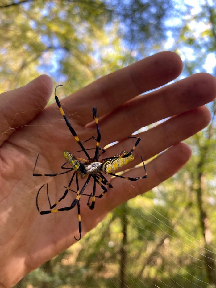 巨大的Joro蜘蛛正在美国东南部蔓延 - 2