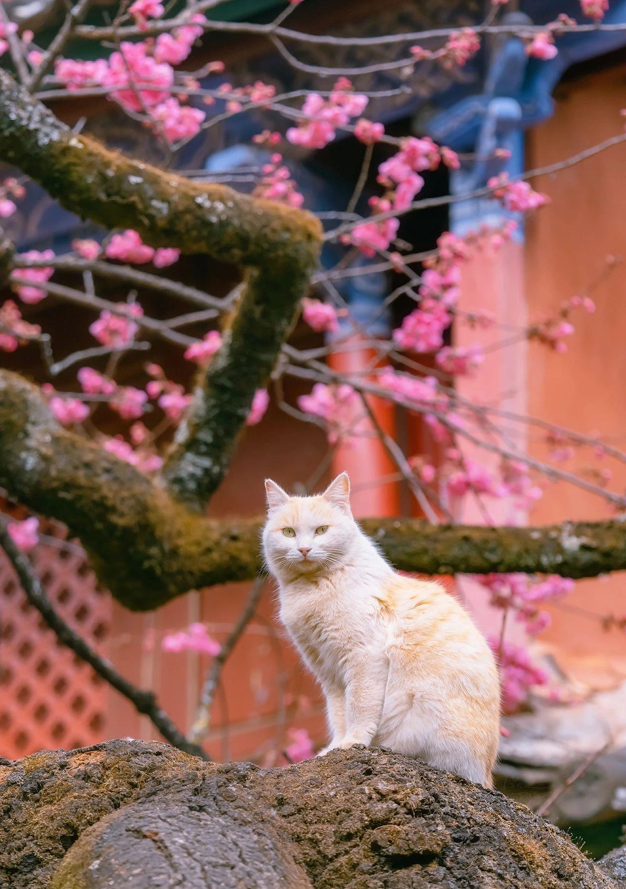 320年的古樱花树上，长了母子两橘猫，又美又仙 - 6
