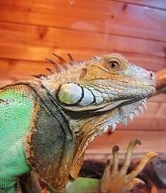 绿鬣蜥 ，世界上最酷的蜥蜴，到底该怎么养，专家告诉你！ - 1