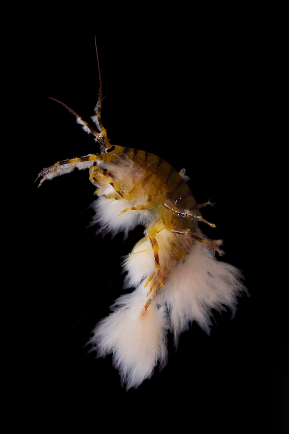 ​BMC生态学和进化摄影大赛：展现大堡礁螺旋状“杰克鱼风暴”的作品获胜 - 2