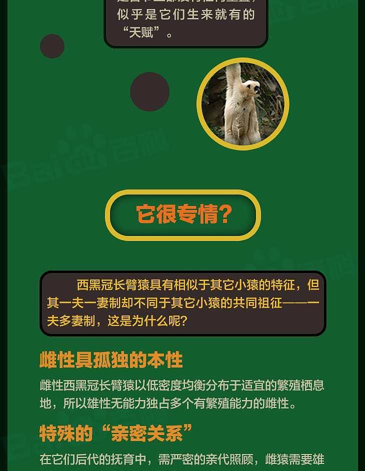 数量比野生大熊猫还稀少，云南启动西黑冠长臂猿种群数量调查 - 9