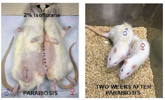 该研究中的连体实验鼠（图片来源：bioRxiv）