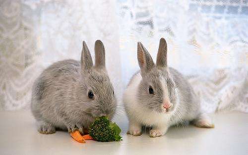 兔子喂养方法禁忌 - 1