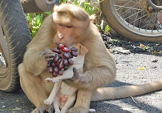 猴子偶然救了流浪狗，开启“养成模式”，网友：猴子都有狗了！ - 5