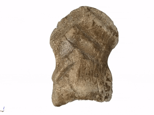 [图]尼安德特人的骨雕被发现：或许是最古老的艺术品 - 2