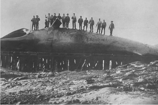 日本为何要捕杀鲸鱼 有什么历史渊源 - 2