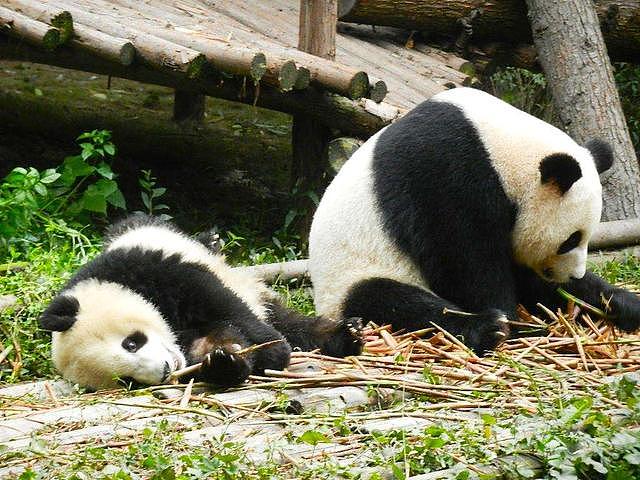 熊猫缩在角落里睡觉，被一阵冷风吹醒，换个姿势接着睡 - 2