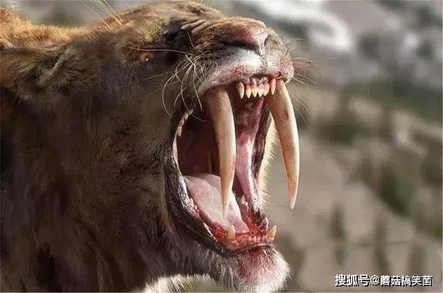 辟谣：剑齿虎的犬牙形如弯刀，名字虽叫“虎”，却不是老虎的祖宗 - 2