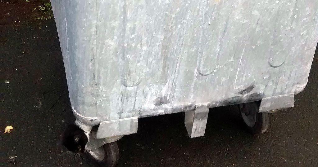 小猫头部被卡困在垃圾桶出水口，英国消防员协力救助小家伙 - 4