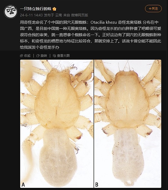 姜文、李时珍命名蜘蛛还不够！中国科学家用游戏怪物命名新物种 - 1