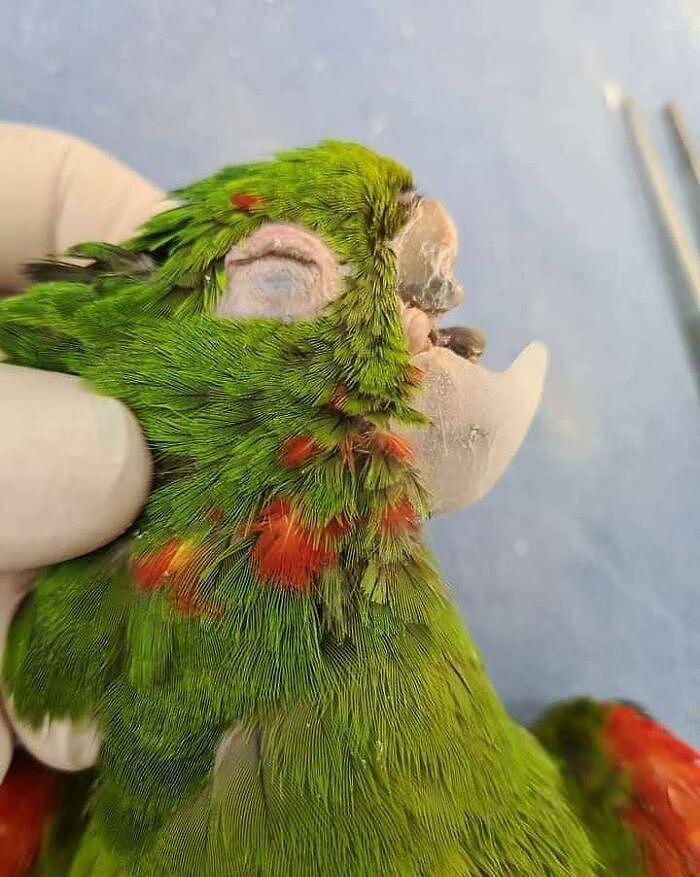 拯救鹦鹉！巴西一只鹦鹉的喙严重受损，装上人工喙后可以吃米糊 - 8