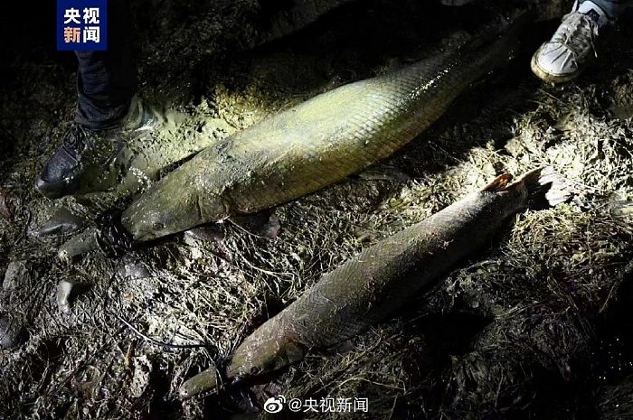 河南汝州抽干湖水捕获一对鳄雀鳝 抓捕队员还原围捕“怪鱼”过程 - 1